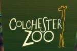 Colchester Zoo 쿠폰